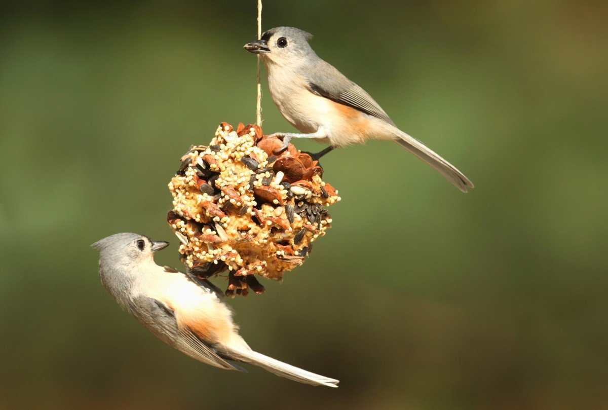 birds eating seed