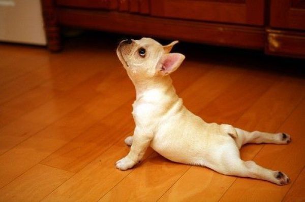 french bulldog puppy doing yoga