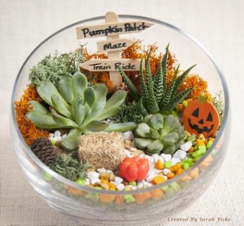 Fall Terrariums