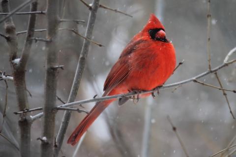 Winter Bird Watching