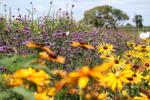 Fall Installed Pollinator Gardens