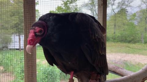 Turkey Vulture Story Time