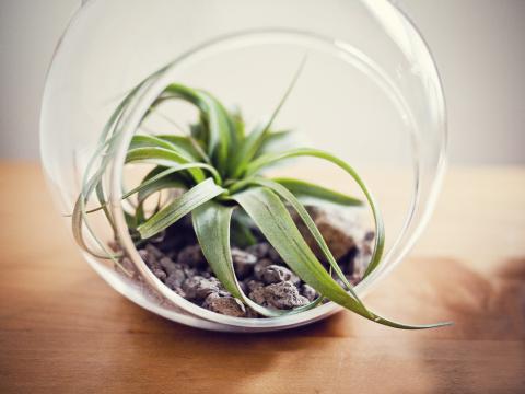 an airplant in a glass terrarium bowl on a brown table