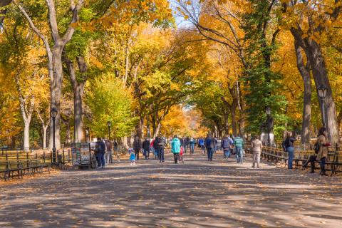 Fall in NYC