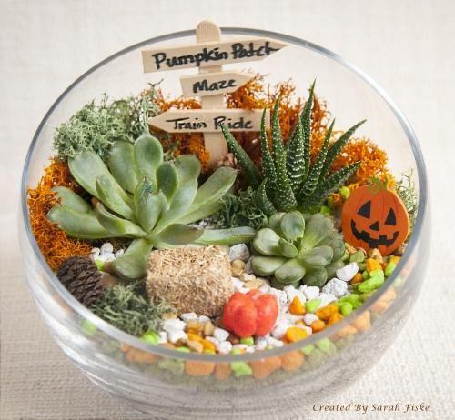 Fall Terrariums