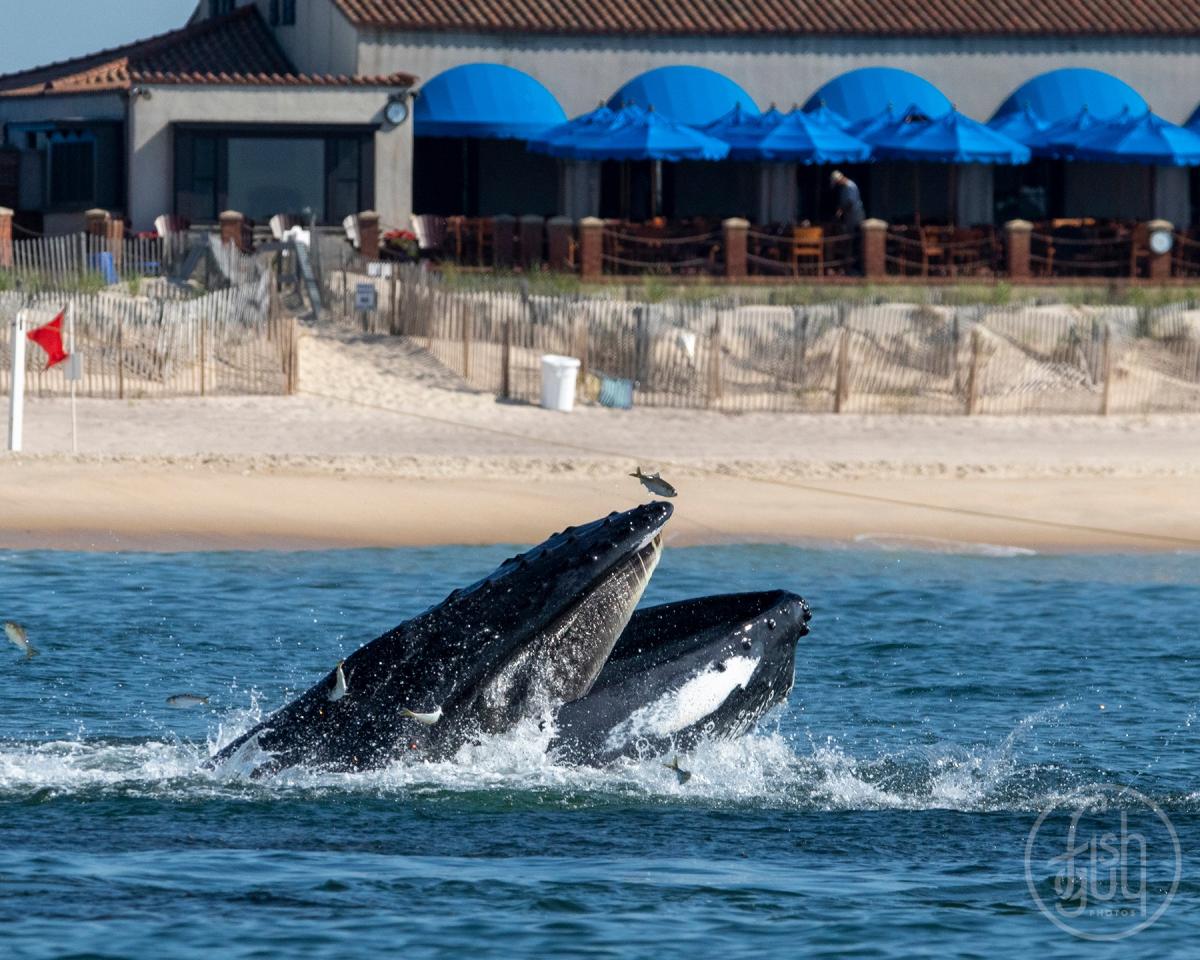 Whale Watching with Fish Guy Photos