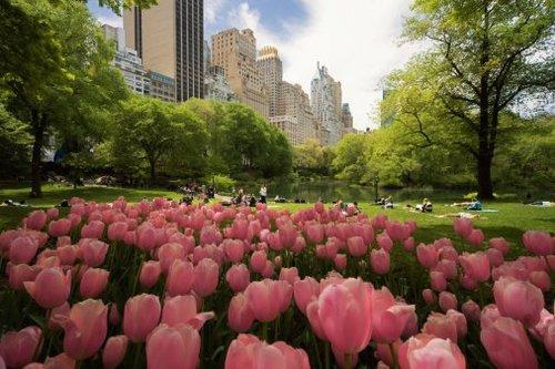 Springtime in NYC