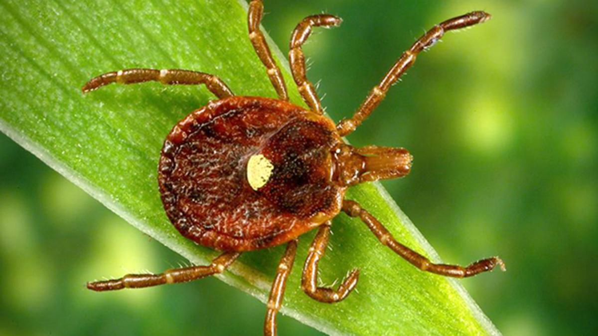 Ticks & Tick-Borne Disease