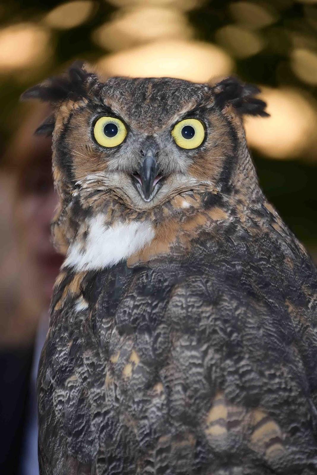 Owl