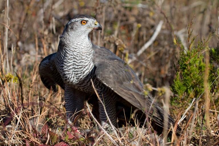 Falconry on Long Island