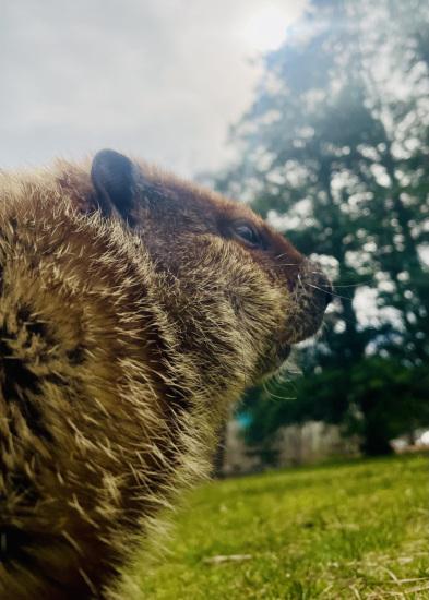 Groundhog Story Time