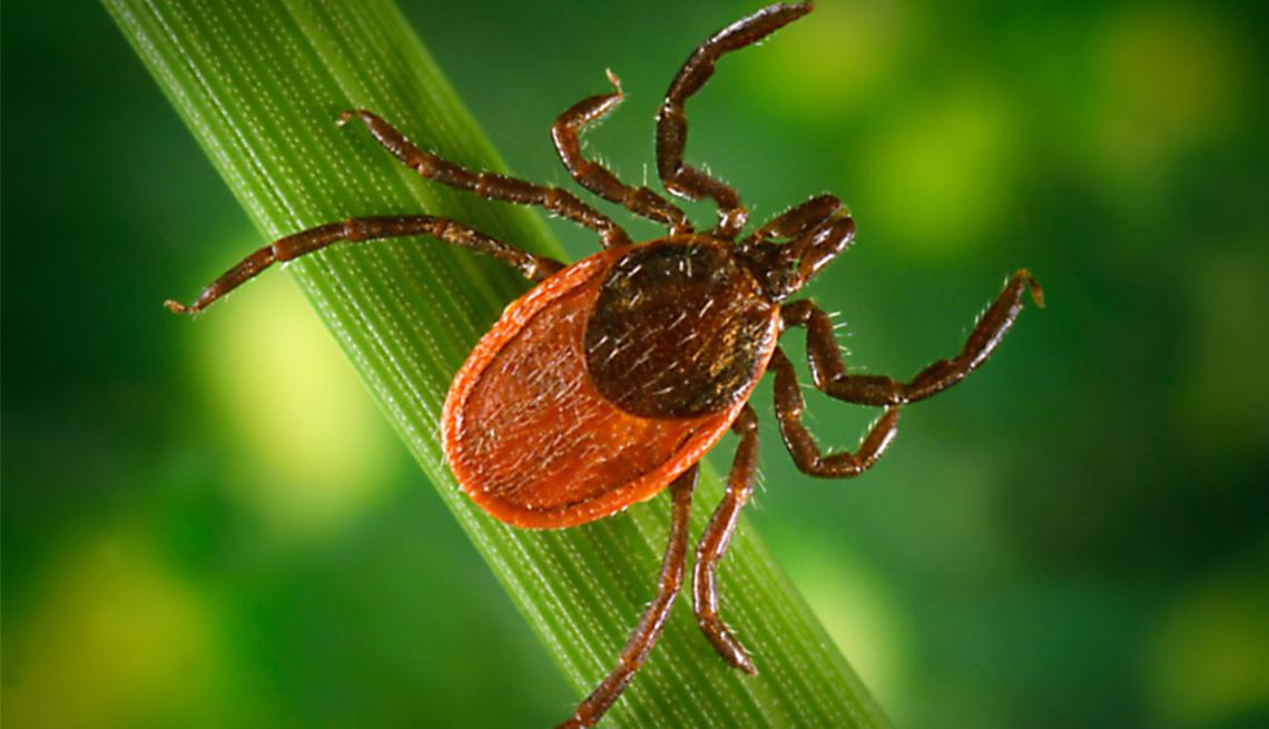 Ticks and Tick-Borne Disease