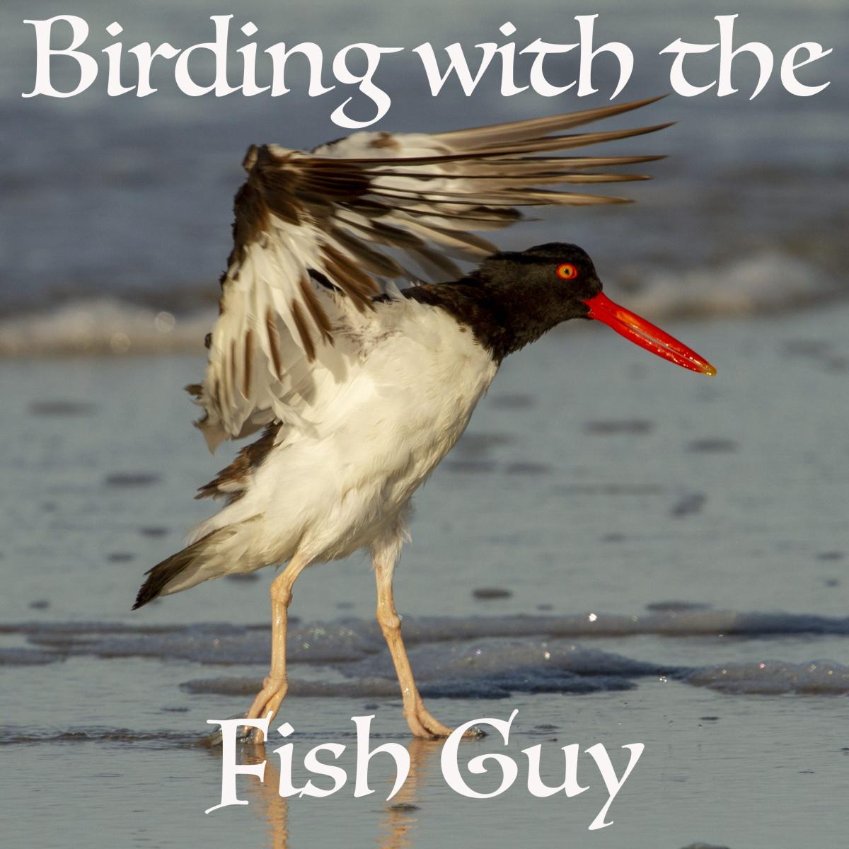 Birding with the Fish Guy